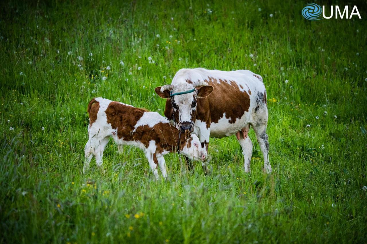 Willa U Steni Gliczarów Zewnętrze zdjęcie